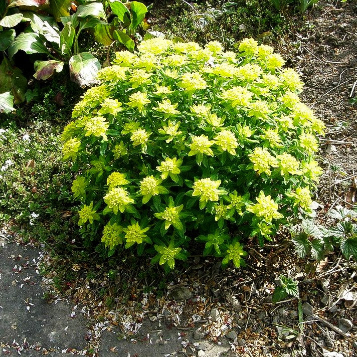 Gold-Wolfsmilch (Euphorbia polychroma)