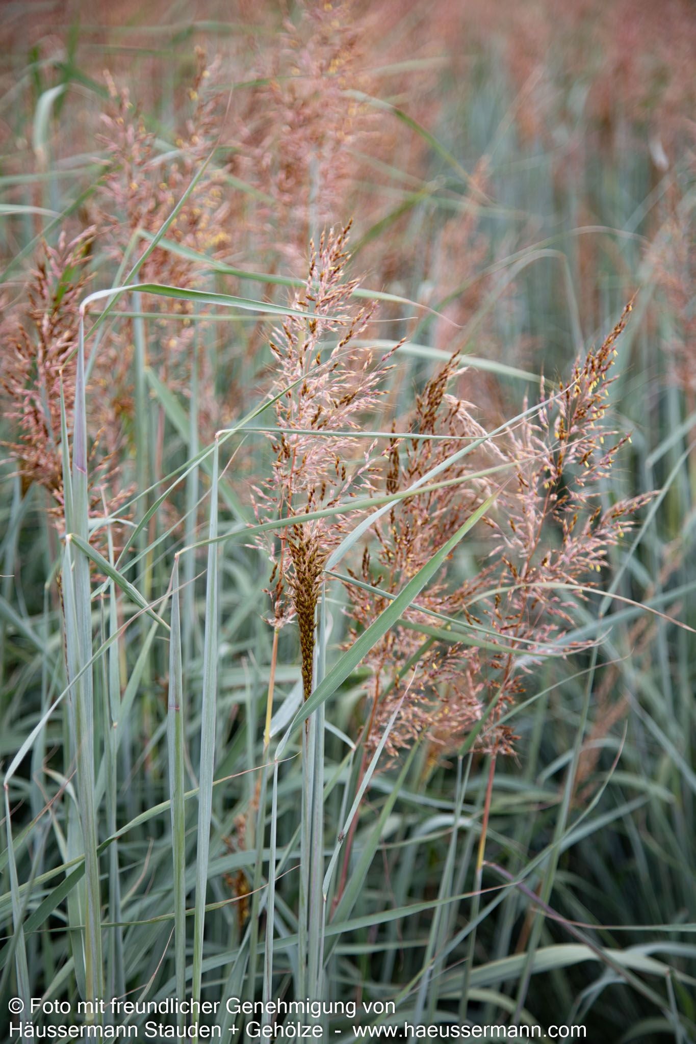 Goldbartgras 'Sioux Blue' (Sorghastrum nutans)