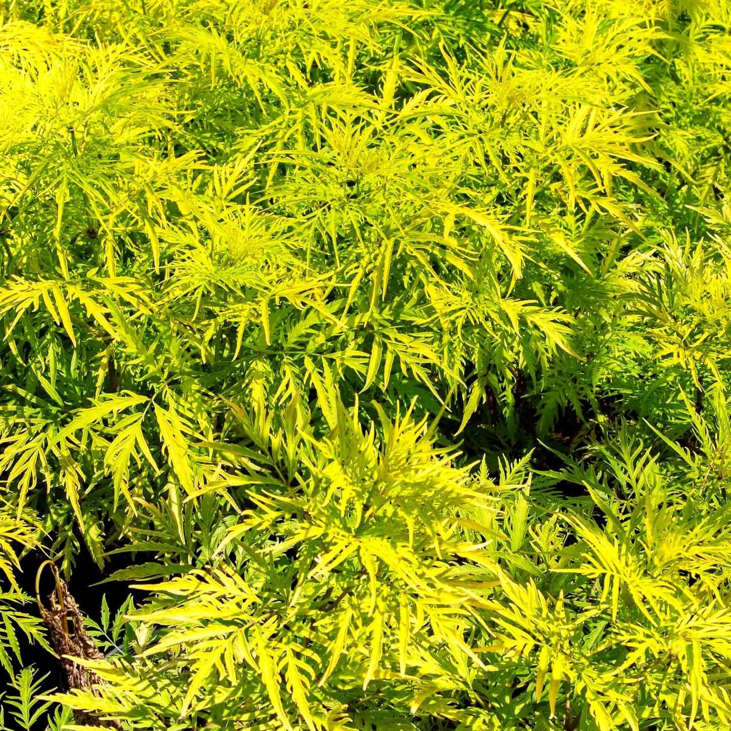Goldblättriger Traubenholunder 'Golden Lace' (Sambucus racemosa)