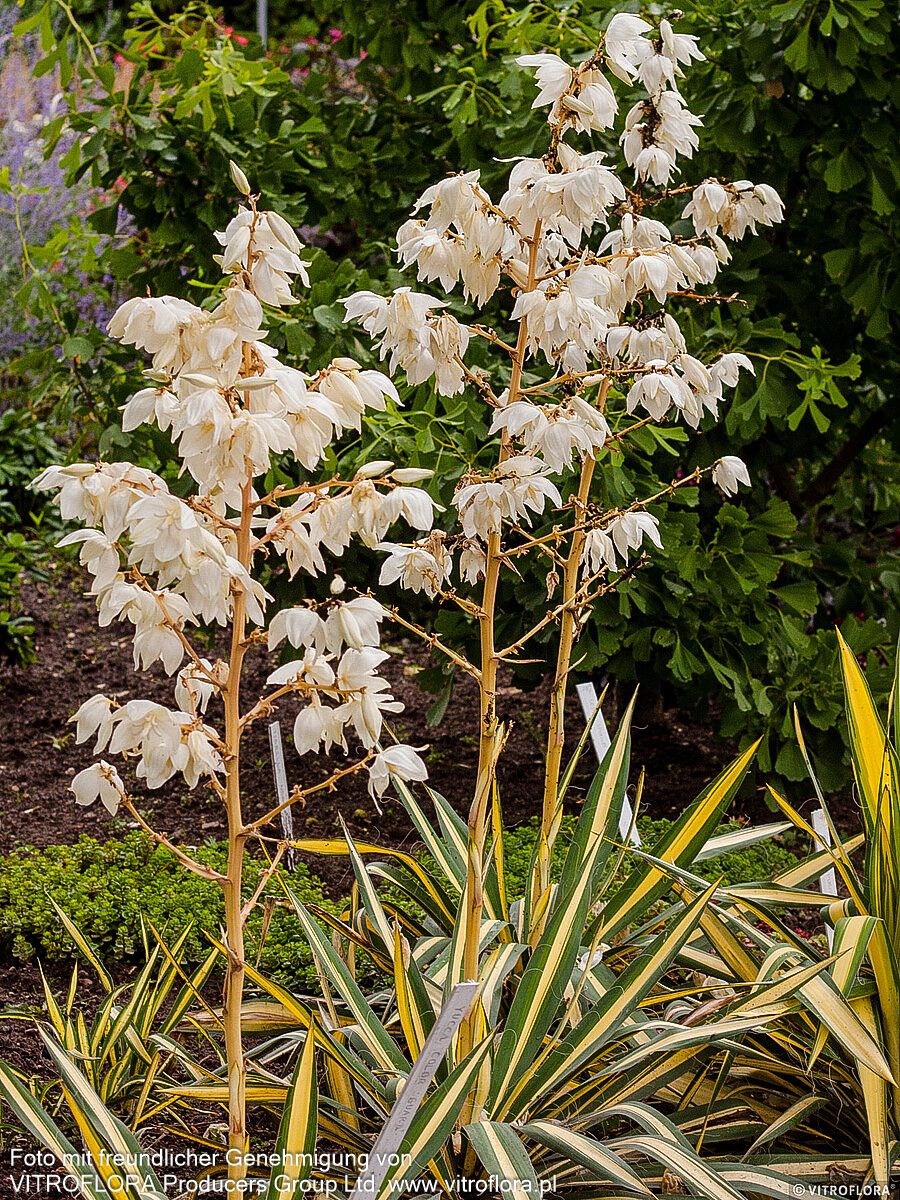 Goldblatt-Palmlilie 'Color Guard' (Yucca filamentosa)