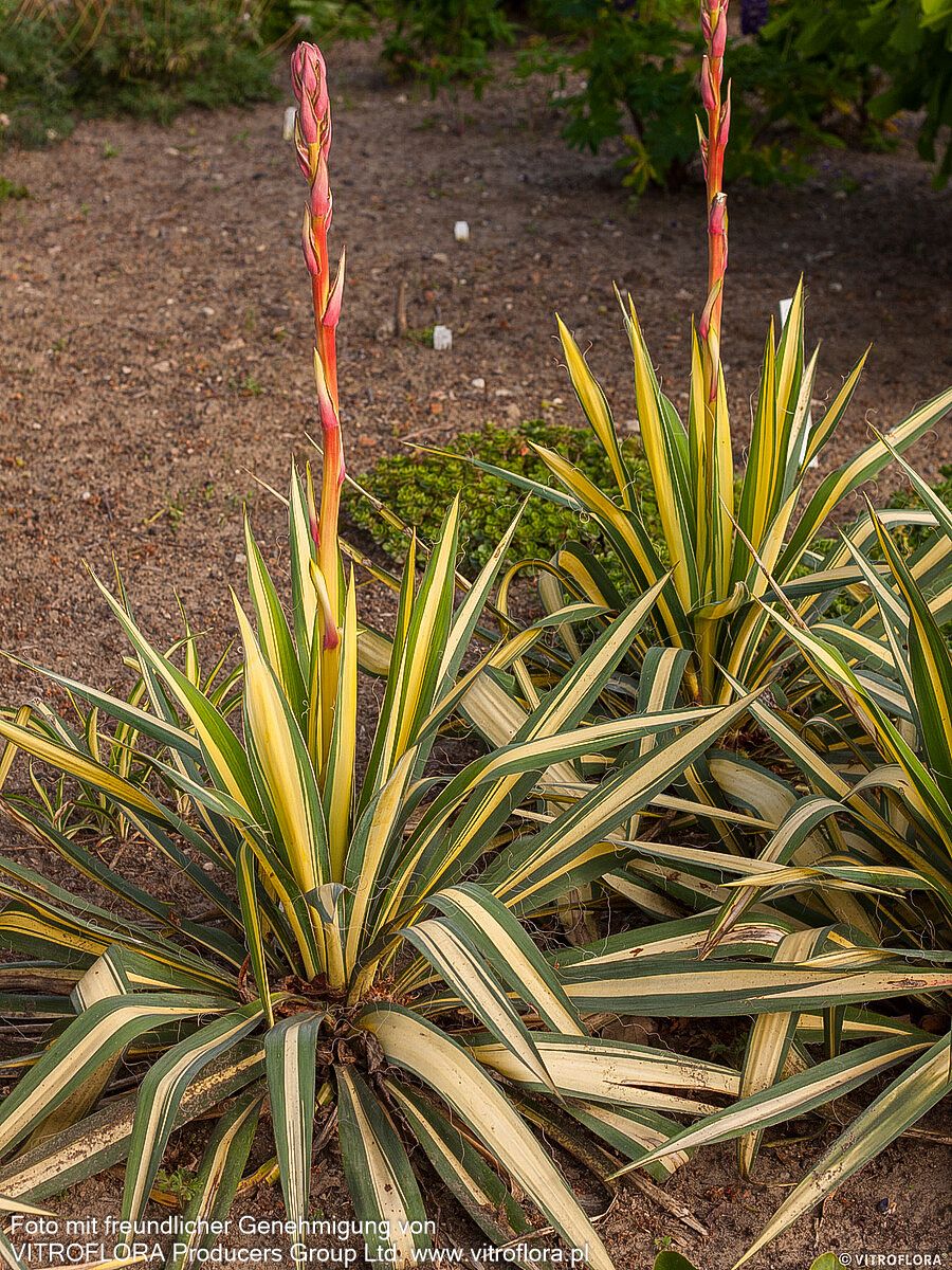 Goldblatt-Palmlilie 'Color Guard' (Yucca filamentosa)