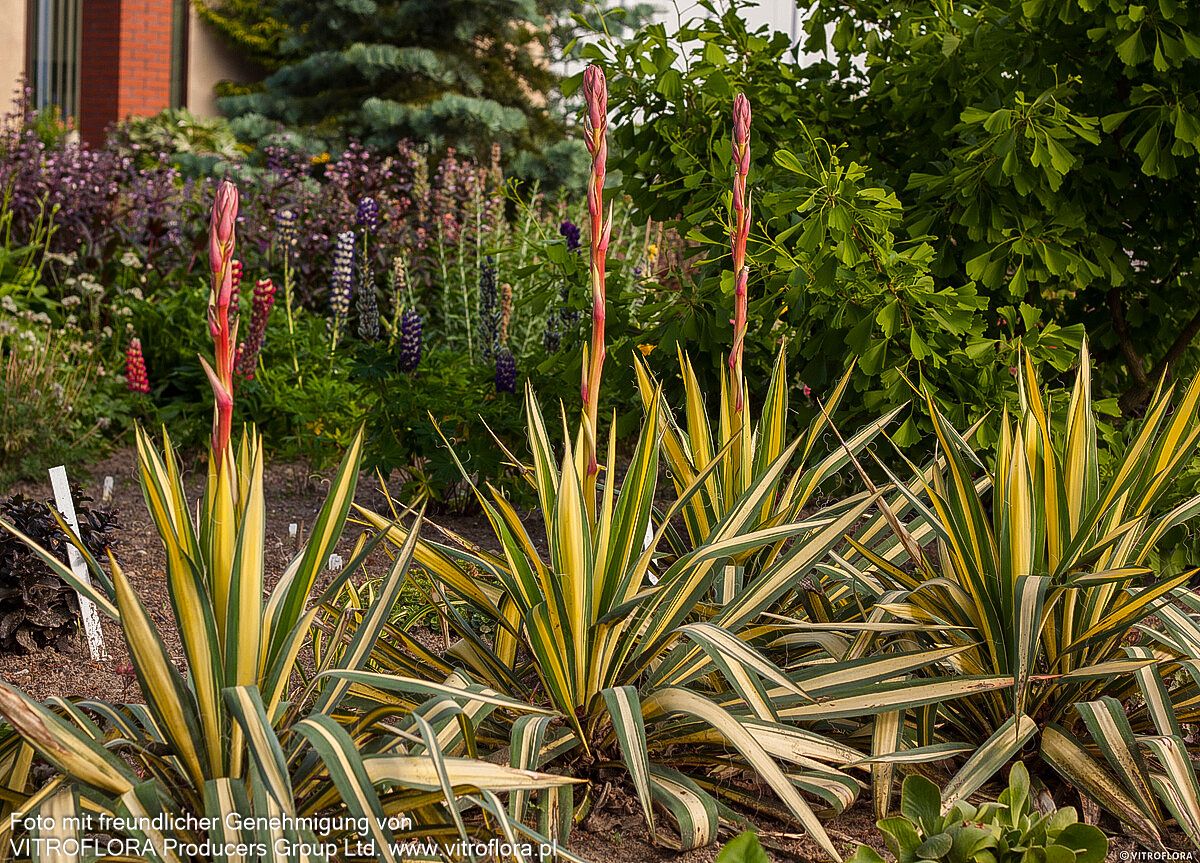 Goldblatt-Palmlilie 'Color Guard' (Yucca filamentosa)