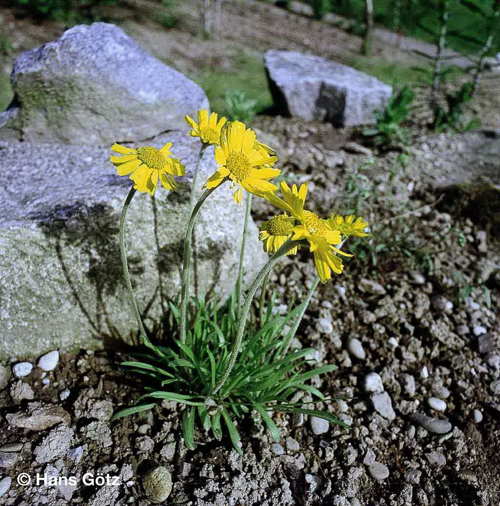 Golddukaten (Hymenoxys scaposa)