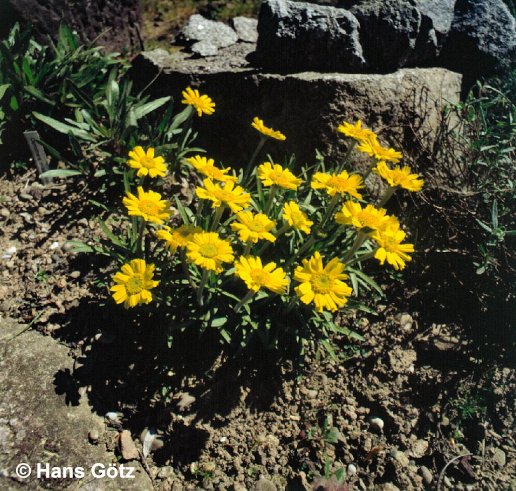 Golddukaten (Hymenoxys scaposa)