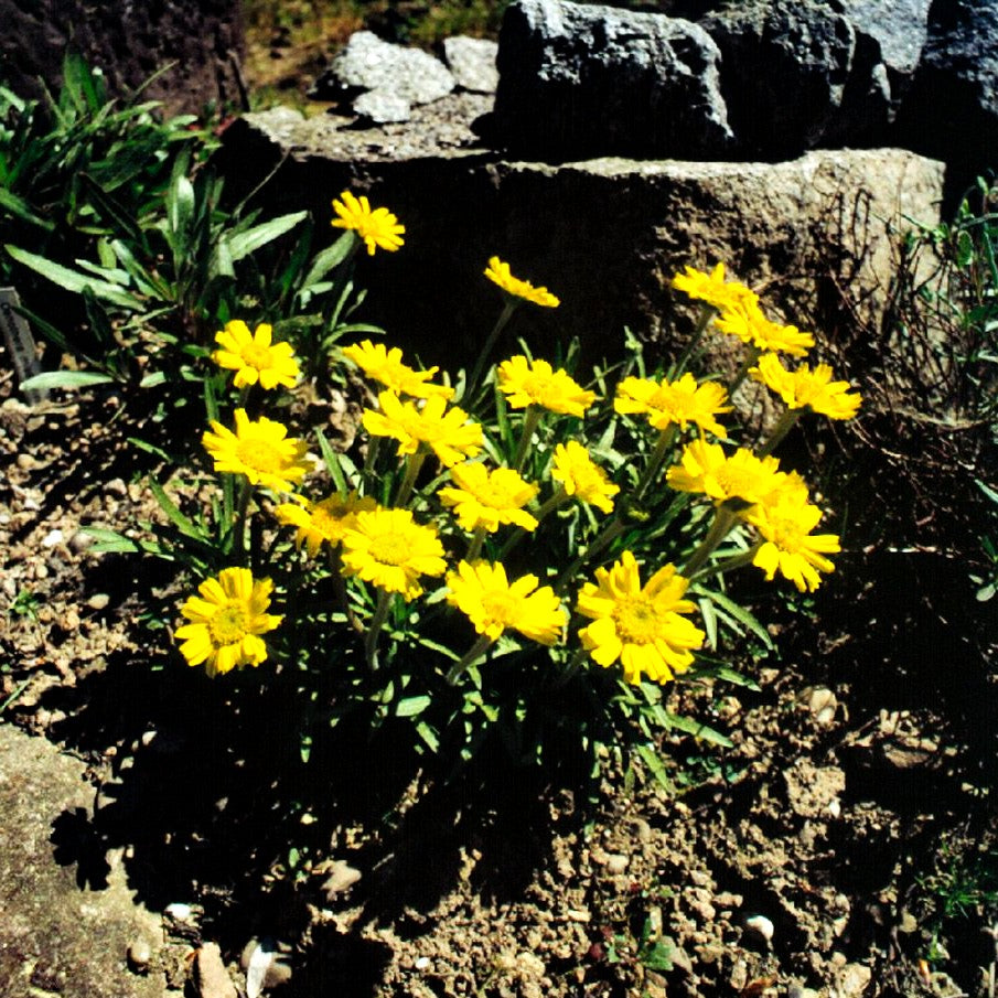 Golddukaten (Hymenoxys scaposa)