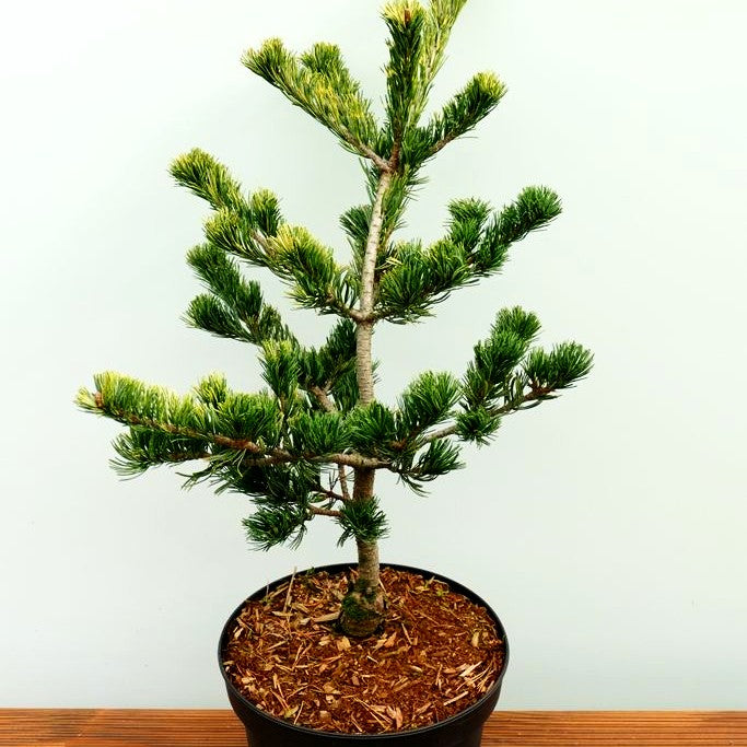 Goldene Mädchen-Kiefer 'Fukai' (Pinus parviflora)