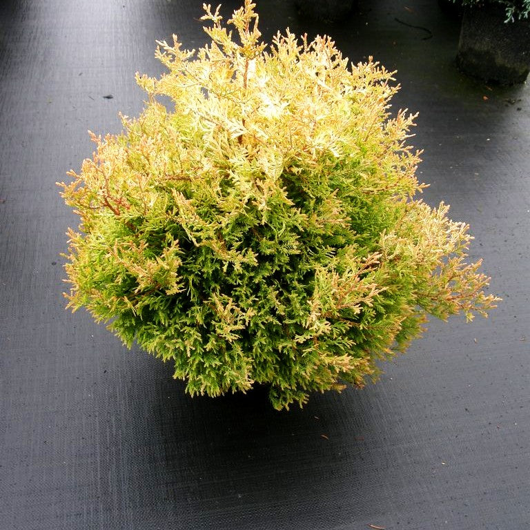 Goldener Zwerg-Lebensbaum 'Rheingold' (Thuja occidentalis)
