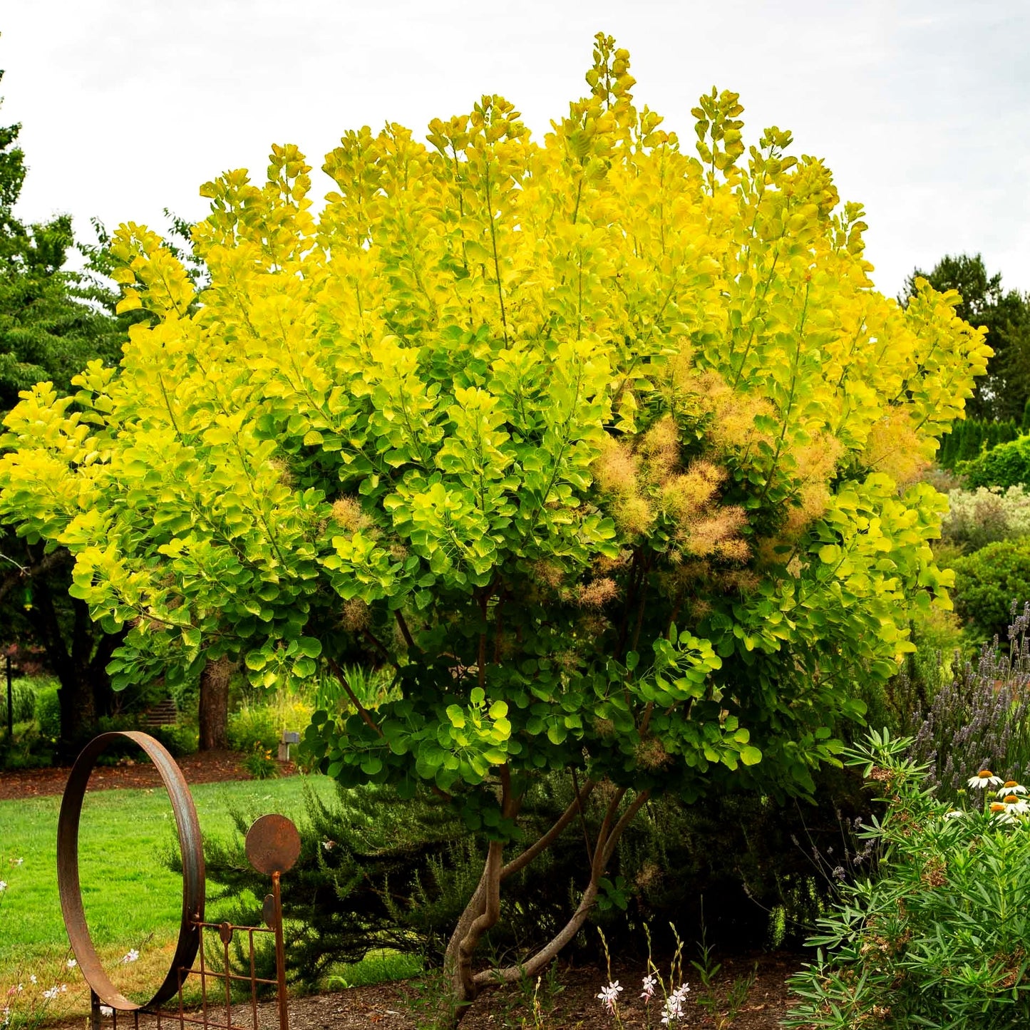 Goldfarbener Perückenstrauch 'Golden Lady' (Cotinus coggygria)