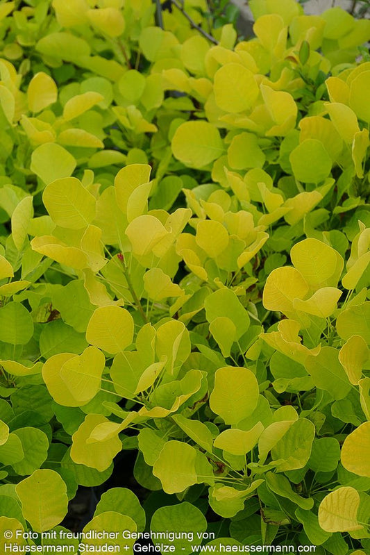 Goldfarbener Perückenstrauch 'Golden Spirit' (Cotinus coggygria)
