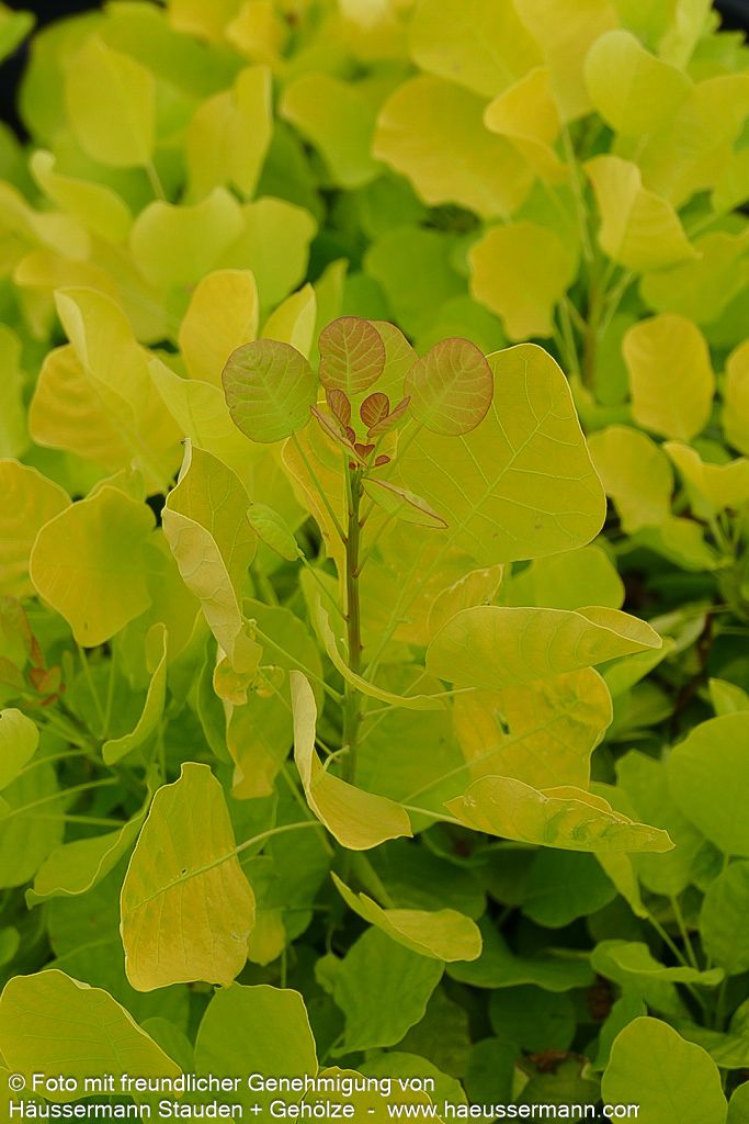 Goldfarbener Perückenstrauch 'Golden Spirit' (Cotinus coggygria)