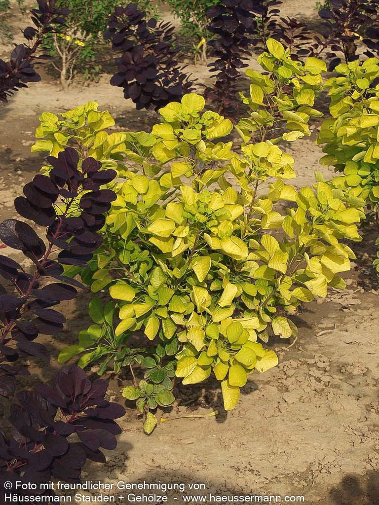 Goldfarbener Perückenstrauch 'Golden Spirit' (Cotinus coggygria)