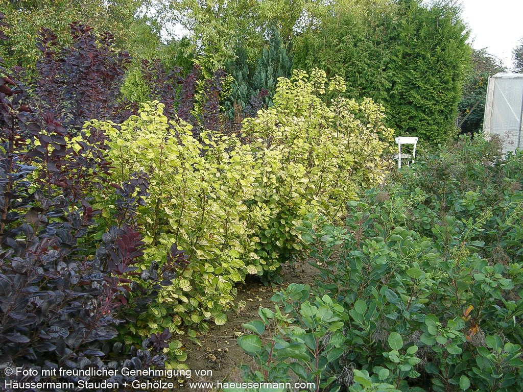 Goldfarbener Perückenstrauch 'Golden Spirit' (Cotinus coggygria)
