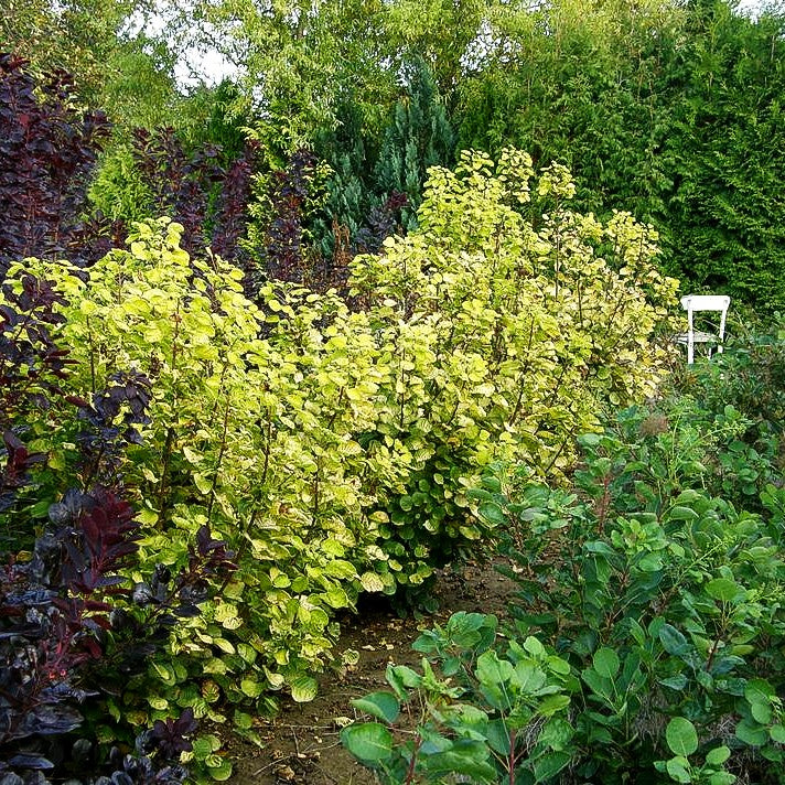 Goldfarbener Perückenstrauch 'Golden Spirit' (Cotinus coggygria)
