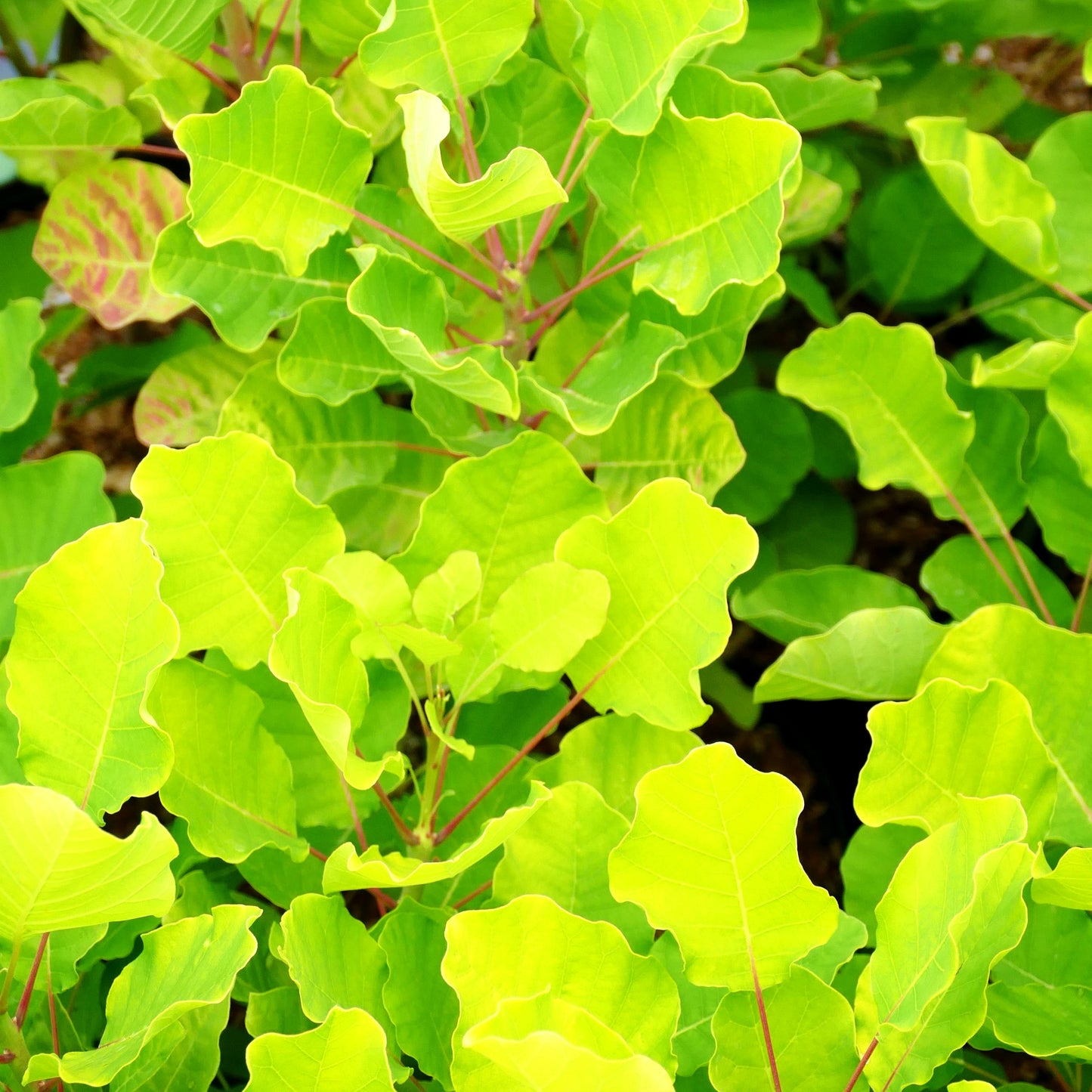 Goldfarbener Perückenstrauch 'Lemon Lady' (Cotinus coggygria)