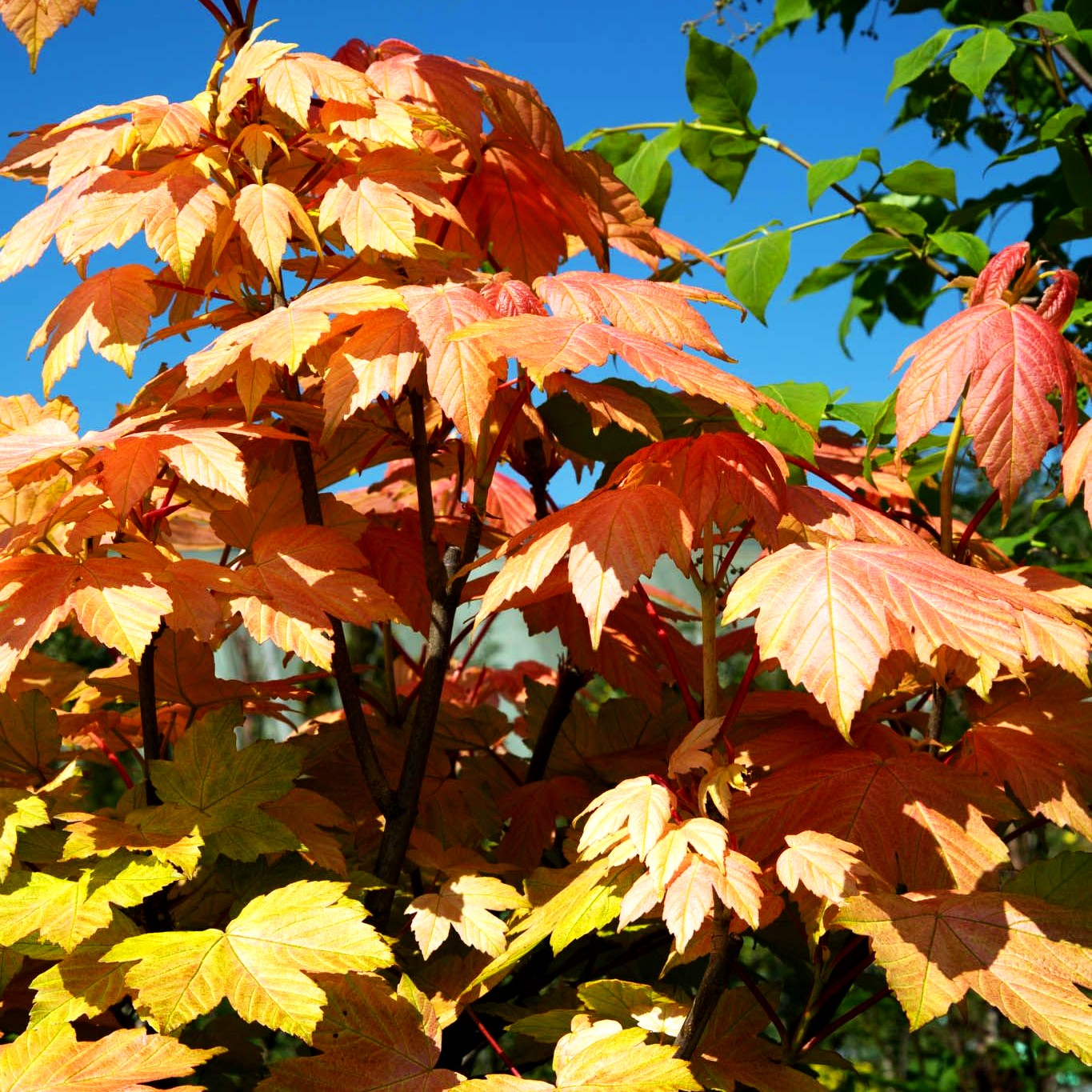 Goldgelber Berg-Ahorn 'Brilliantissimum' (Acer pseudoplatanus)