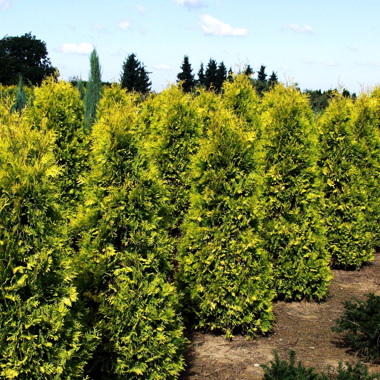 Goldgelber Lebensbaum 'Sunkist' (Thuja occidentalis)