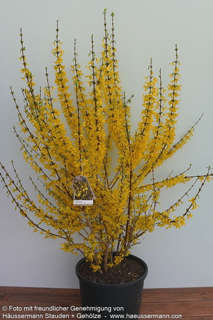 Goldglöckchen, Forsythie 'Lynwood' (Forsythia x intermedia)