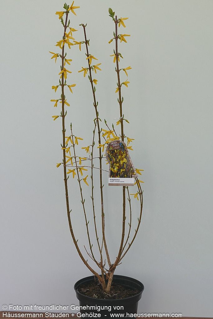 Goldglöckchen, Forsythie 'Lynwood' (Forsythia x intermedia)