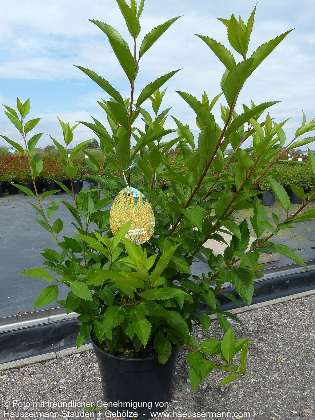 Goldglöckchen, Forsythie 'Lynwood' (Forsythia x intermedia)