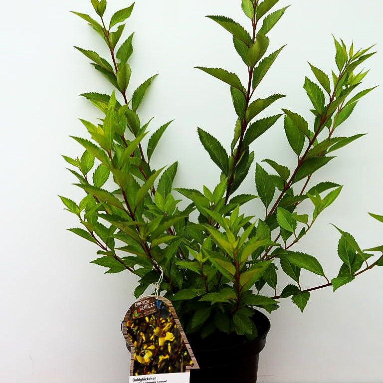 Goldglöckchen, Forsythie 'Lynwood' (Forsythia x intermedia)