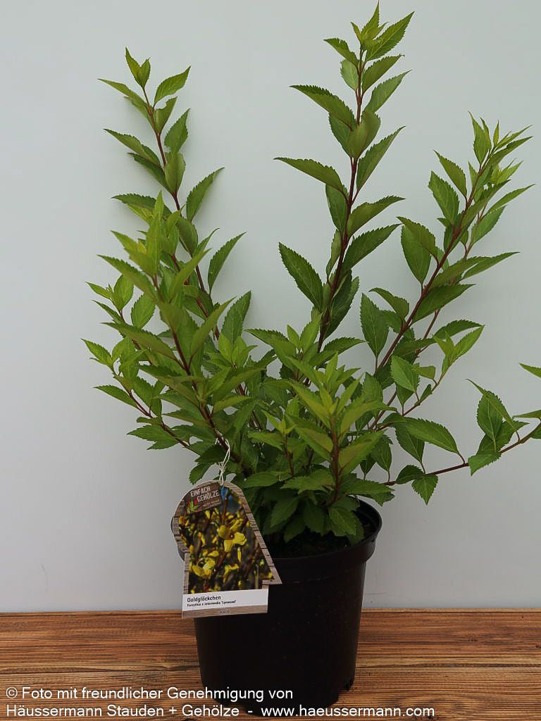 Goldglöckchen, Forsythie 'Lynwood' (Forsythia x intermedia)