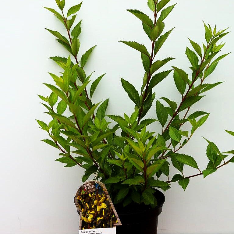 Goldglöckchen, Forsythie 'Lynwood' (Forsythia x intermedia)