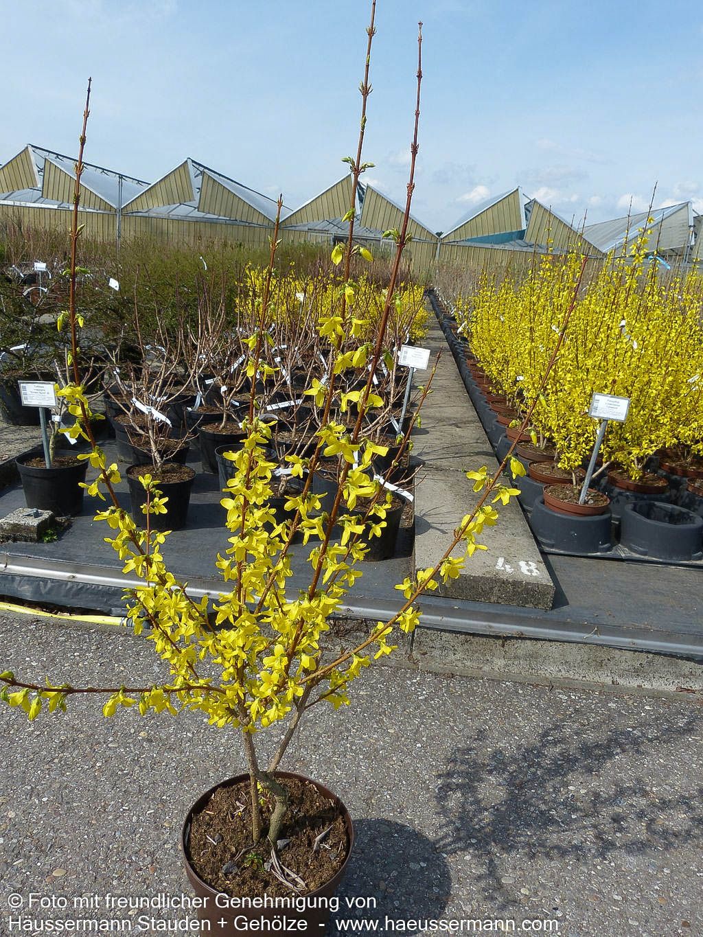 Goldglöckchen, Forsythie 'Lynwood' (Forsythia x intermedia)