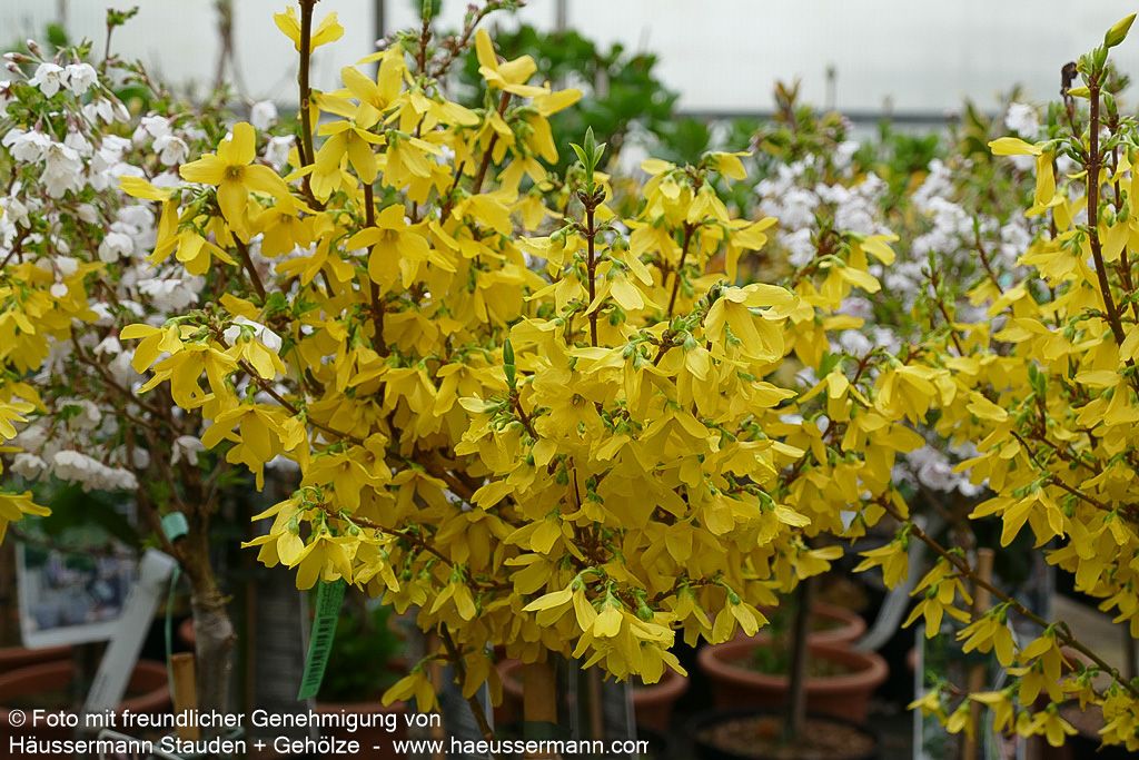Goldglöckchen, Forsythie 'Week-End' (Forsythia x intermedia)