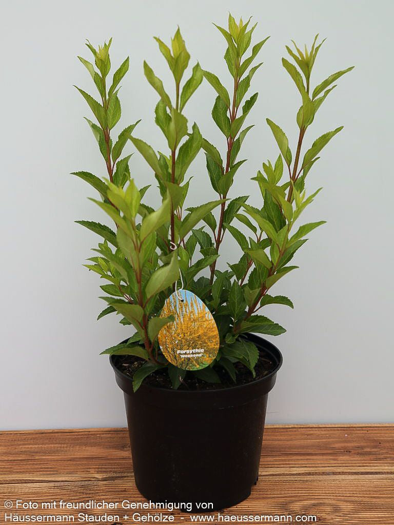 Goldglöckchen, Forsythie 'Week-End' (Forsythia x intermedia)