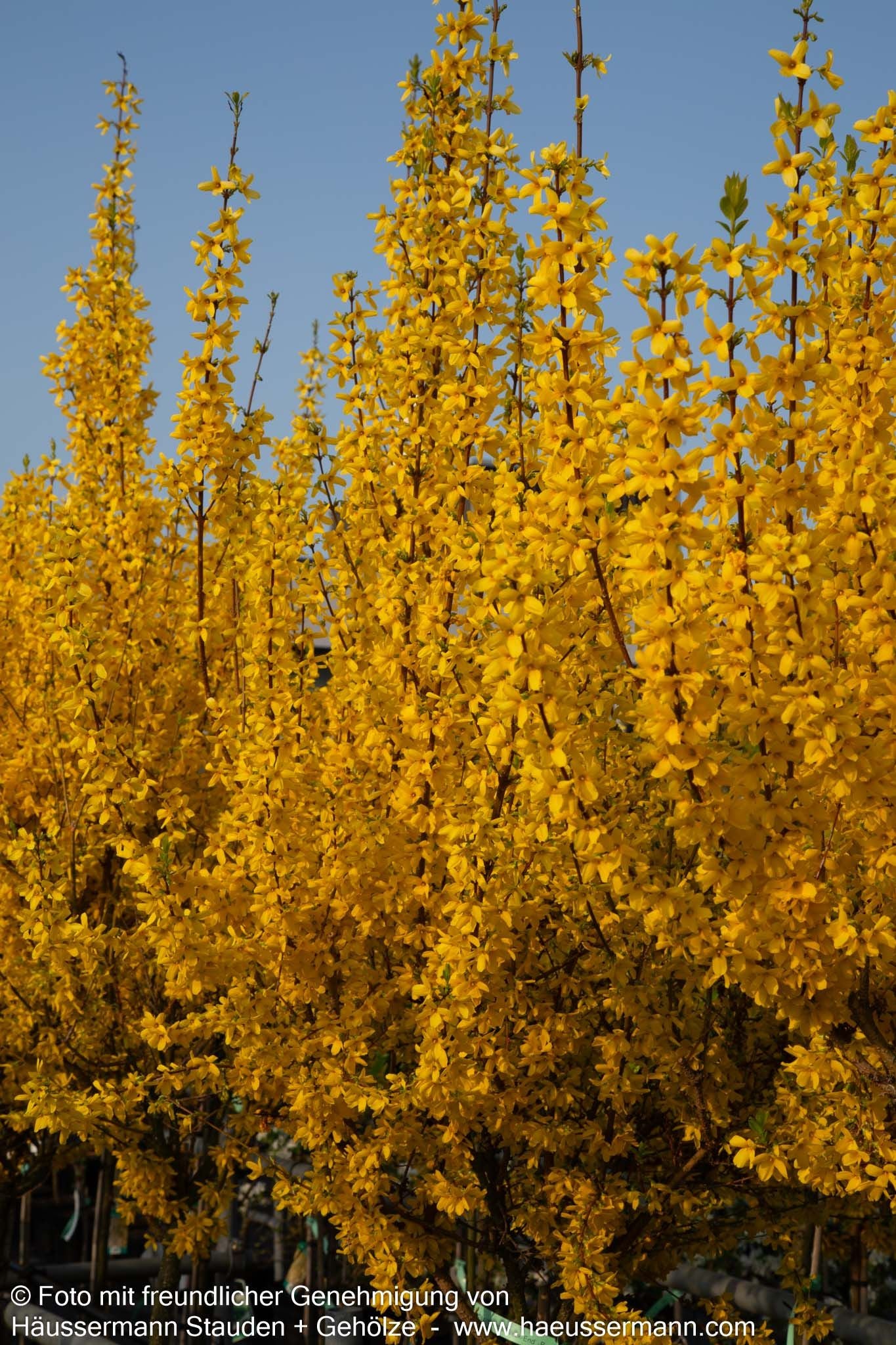 Goldglöckchen, Forsythie 'Week-End' (Forsythia x intermedia)