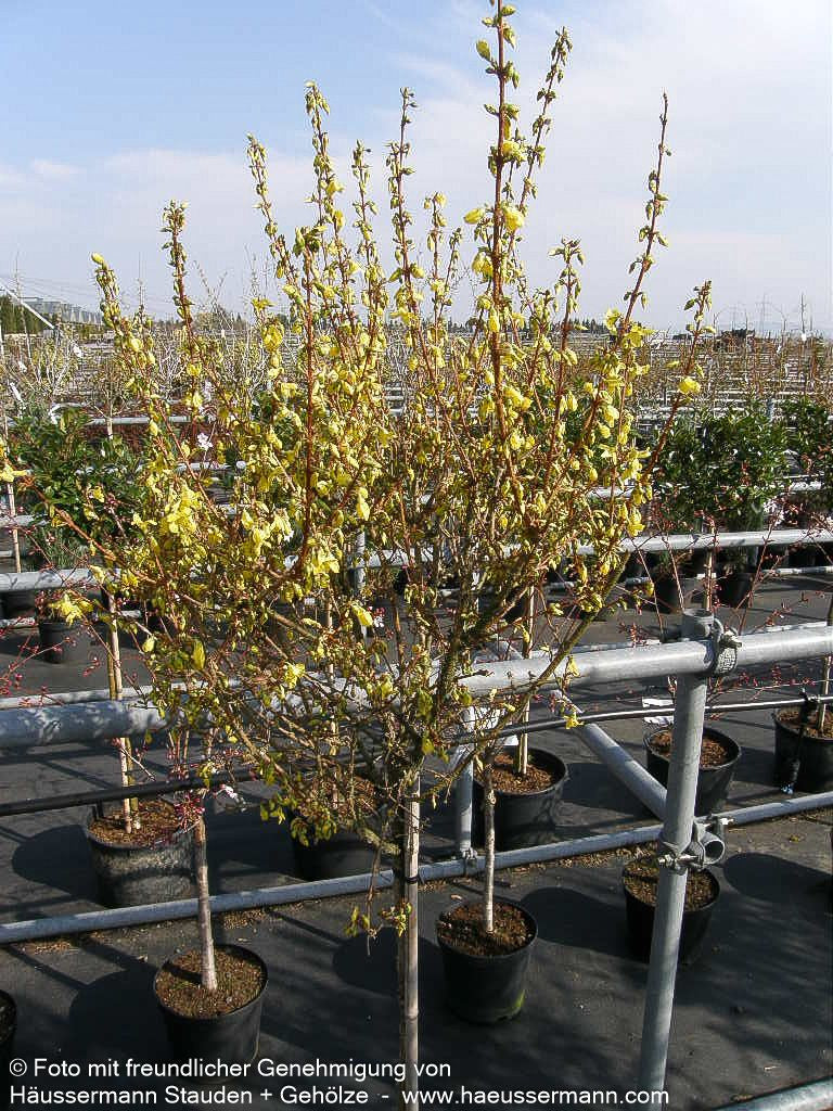 Goldglöckchen, Forsythie 'Week-End' (Forsythia x intermedia)