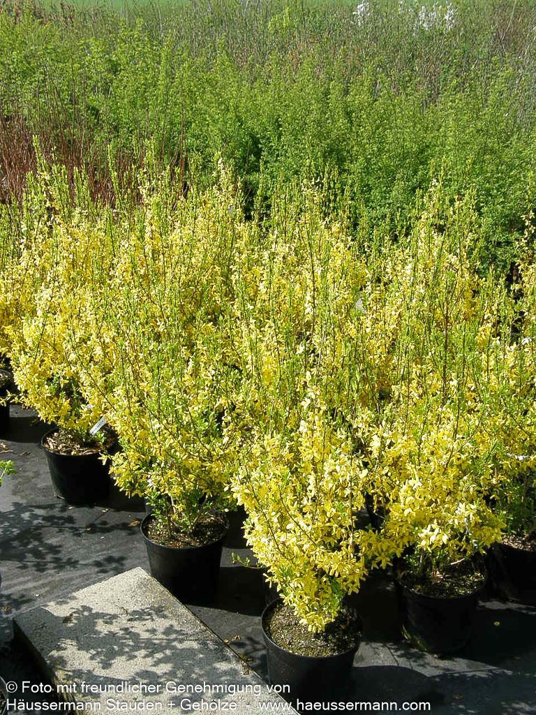 Goldglöckchen, Forsythie 'Week-End' (Forsythia x intermedia)