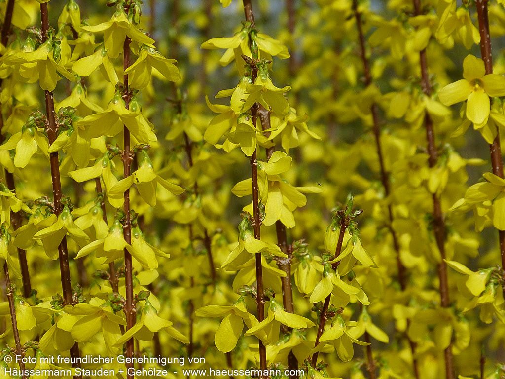Goldglöckchen, Forsythie 'Week-End' (Forsythia x intermedia)
