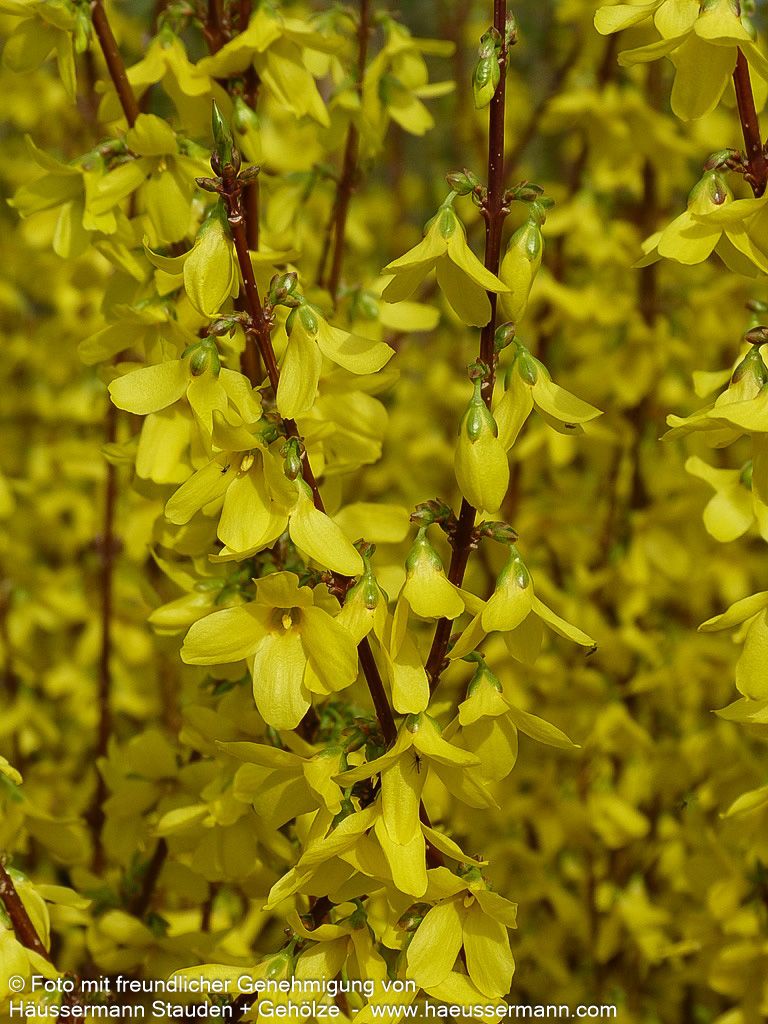 Goldglöckchen, Forsythie 'Week-End' (Forsythia x intermedia)