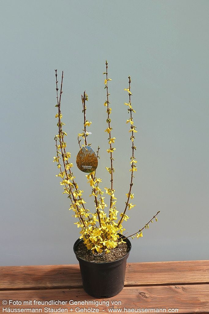 Goldglöckchen, Forsythie 'Week-End' (Forsythia x intermedia)