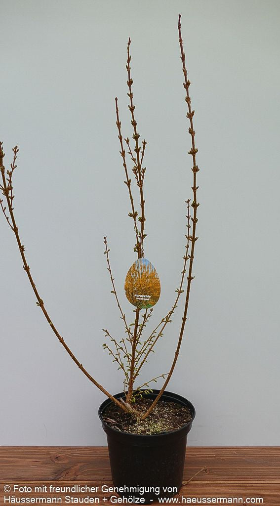 Goldglöckchen, Forsythie 'Week-End' (Forsythia x intermedia)