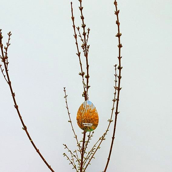 Goldglöckchen, Forsythie 'Week-End' (Forsythia x intermedia)