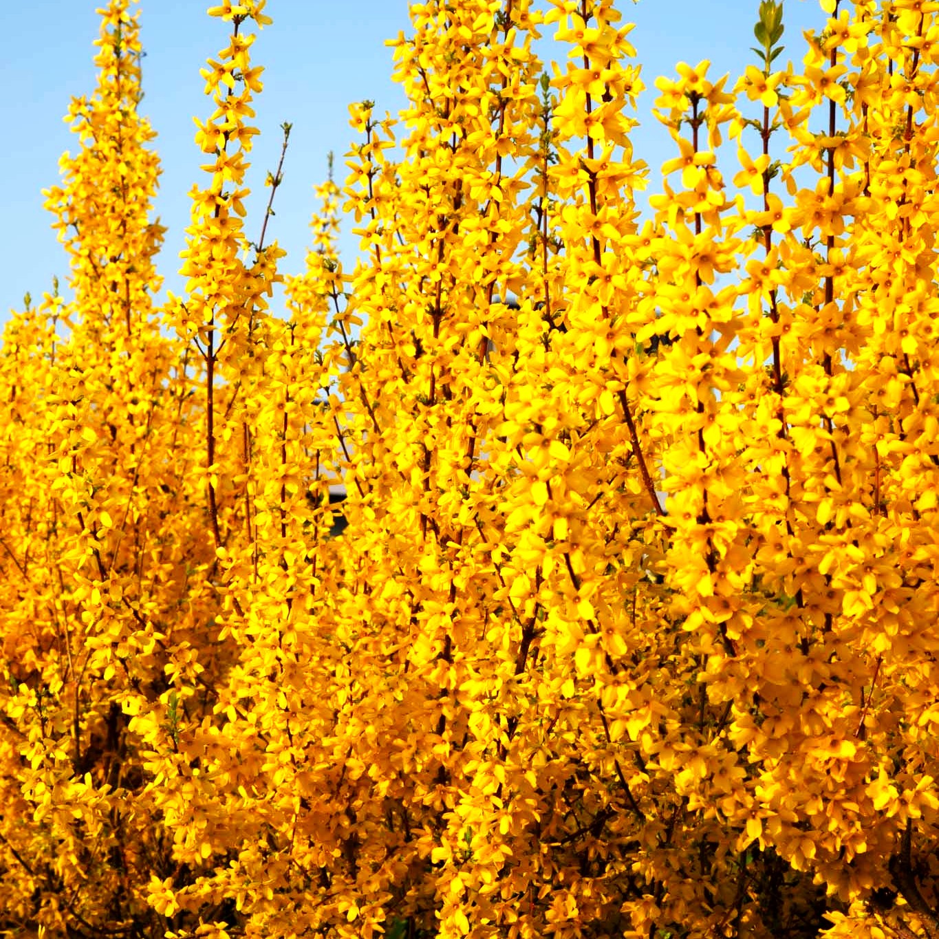 Goldglöckchen, Forsythie 'Week-End' (Forsythia x intermedia)