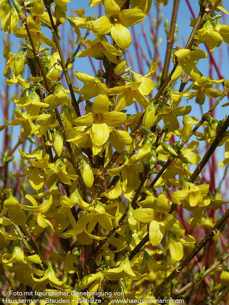 Goldglöckchen, Forsythie 'Week-End' (Forsythia x intermedia)