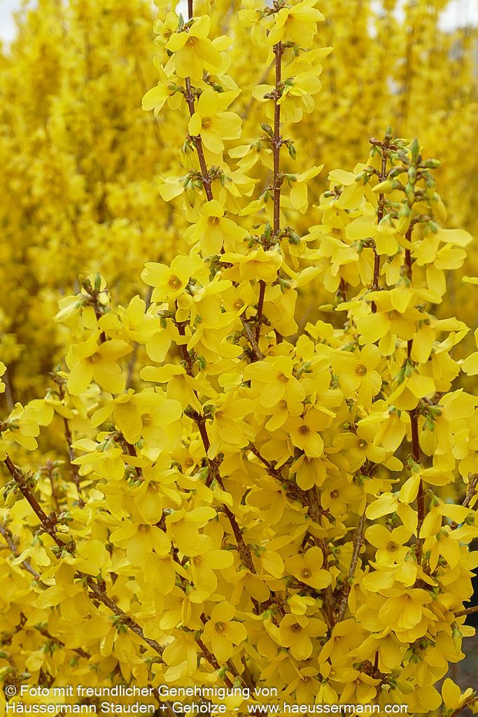 Goldglöckchen, Forsythie 'Week-End' (Forsythia x intermedia)