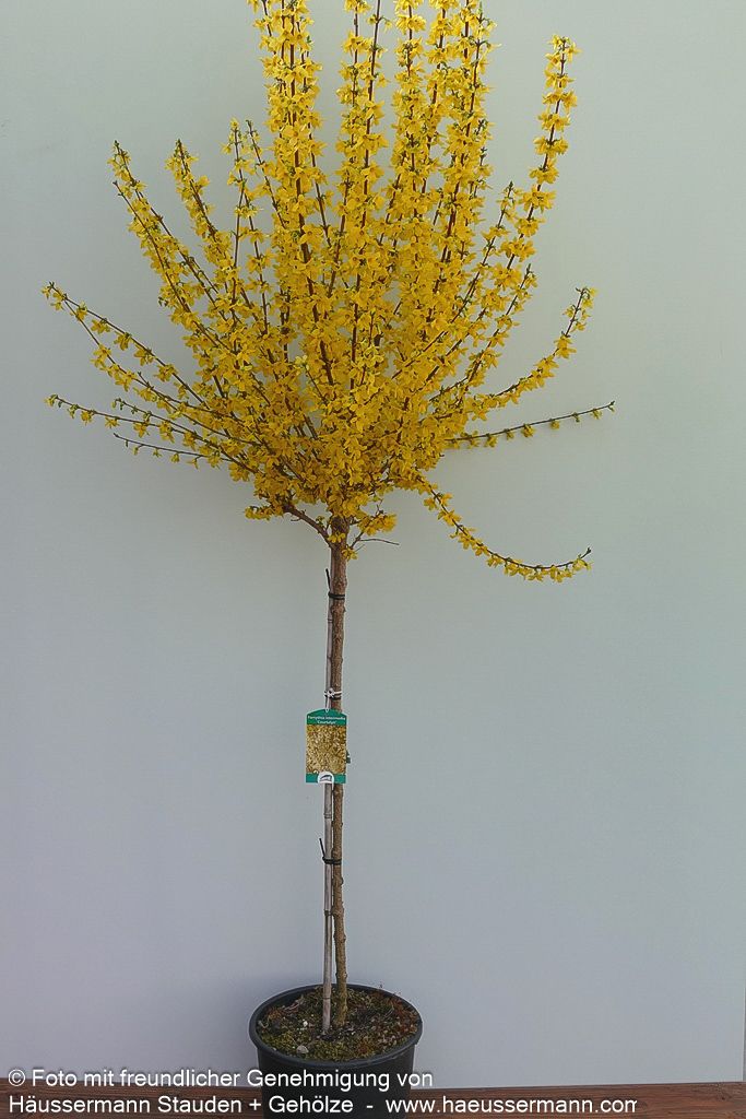 Goldglöckchen, Forsythie 'Week-End' (Forsythia x intermedia)