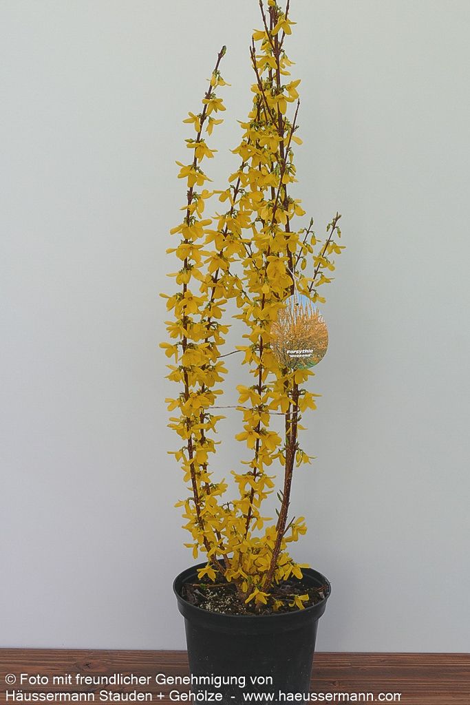 Goldglöckchen, Forsythie 'Week-End' (Forsythia x intermedia)