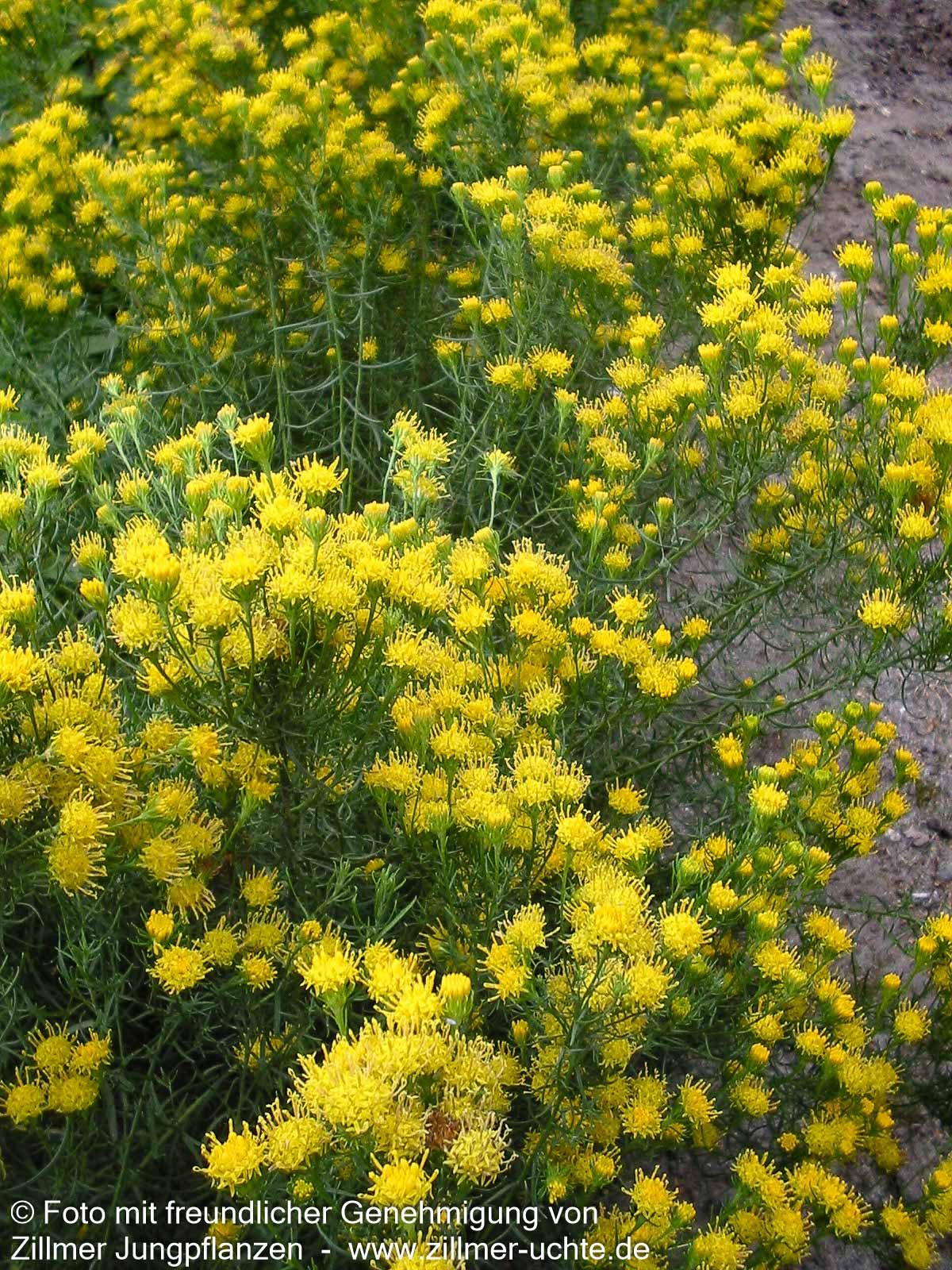 Goldhaar-Aster (Aster linosyris)