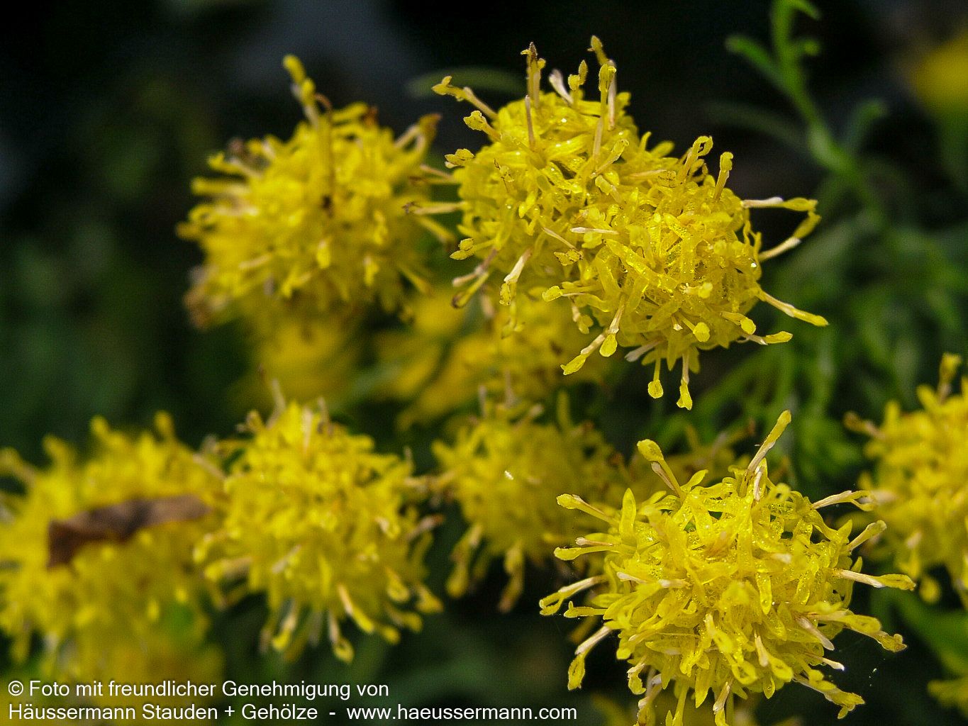 Goldhaar-Aster (Aster linosyris)