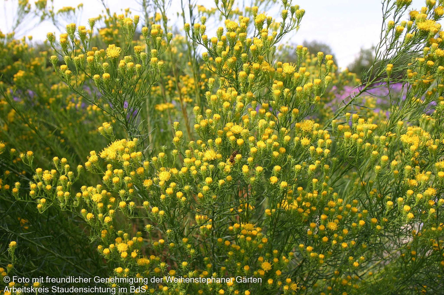 Goldhaar-Aster (Aster linosyris)