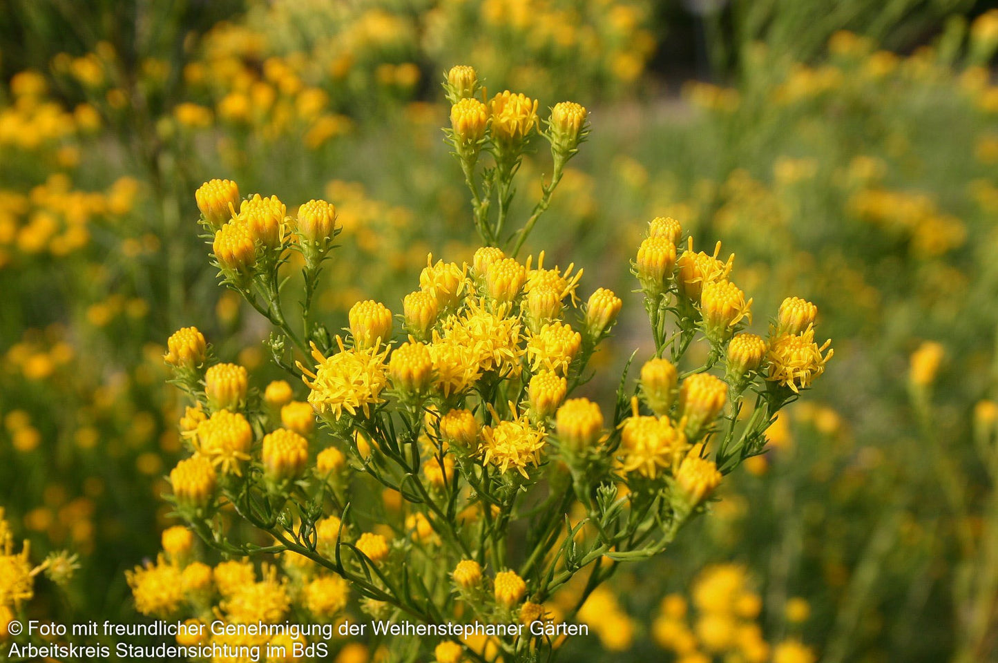 Goldhaar-Aster (Aster linosyris)