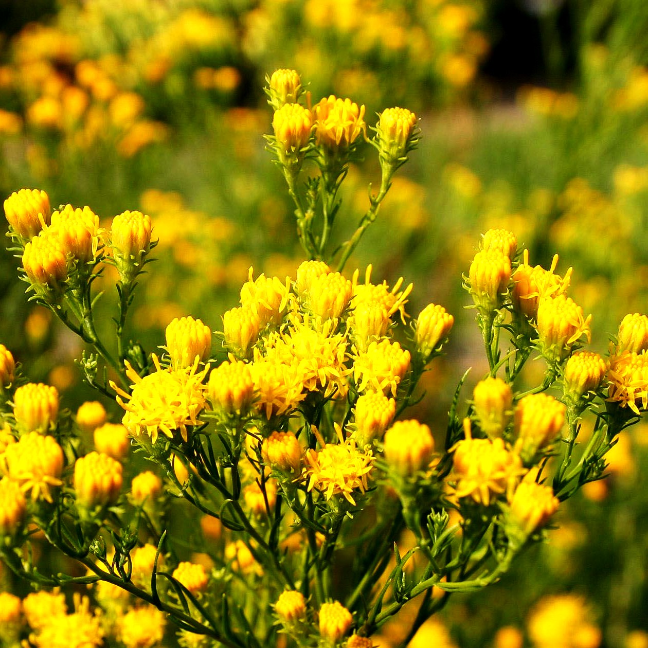 Goldhaar-Aster (Aster linosyris)