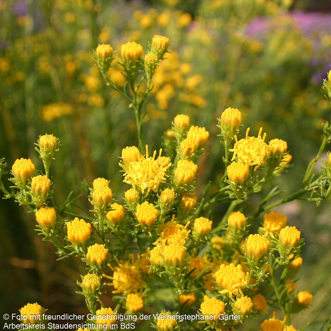 Goldhaar-Aster (Aster linosyris)