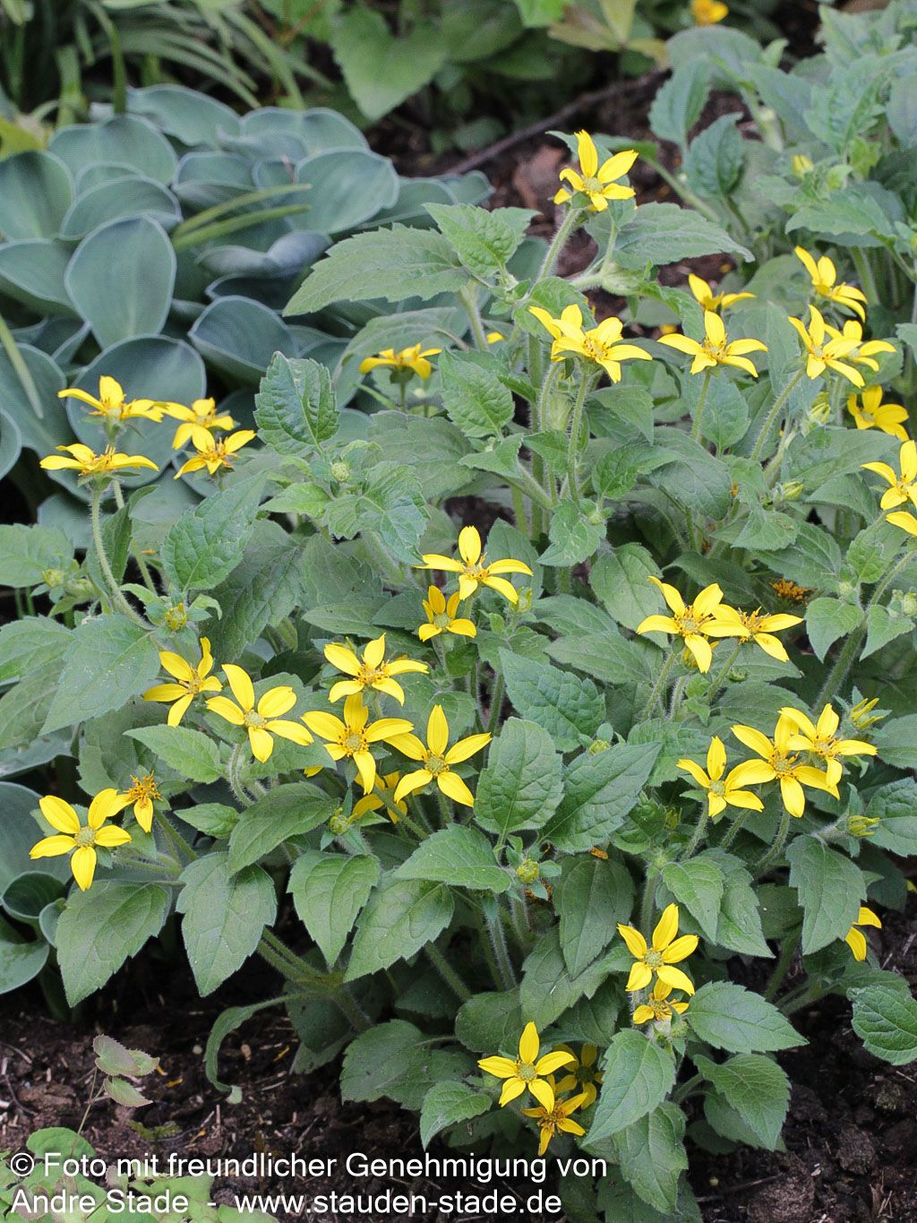 Goldkörbchen 'Andre Viette' (Chrysogonum virginianum)