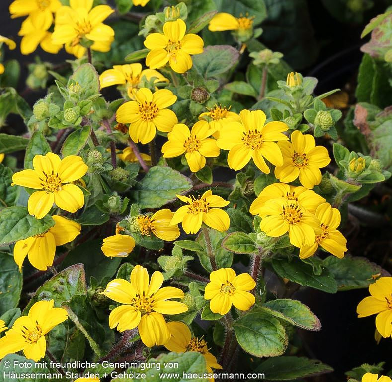Goldkörbchen 'Andre Viette' (Chrysogonum virginianum)